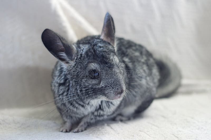 Young Chinchilla 2 stock image. Image of ears, gray, chinchilla 57668677