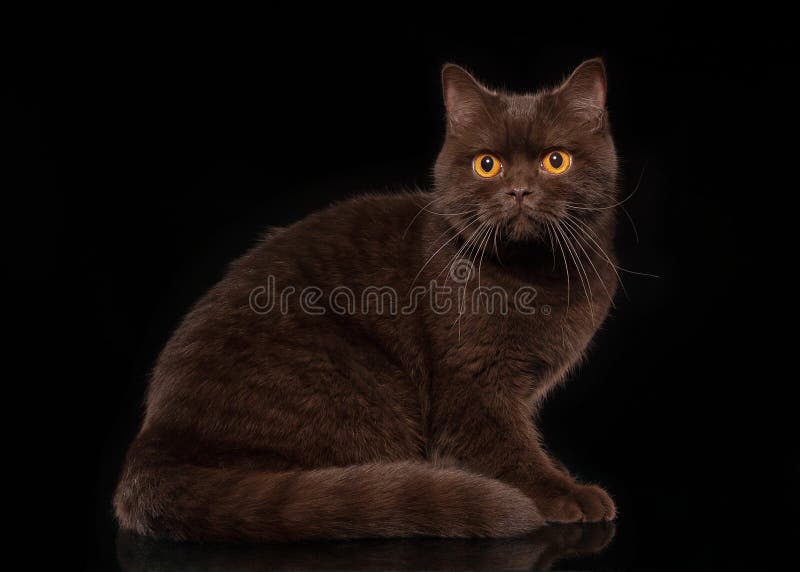 Young Chocolate British Cat Stock Image Image of color, kitten 33958669