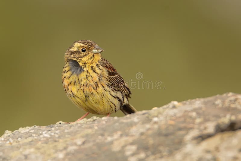 Young Cirl Bunting - Emberiza cirlus sitting