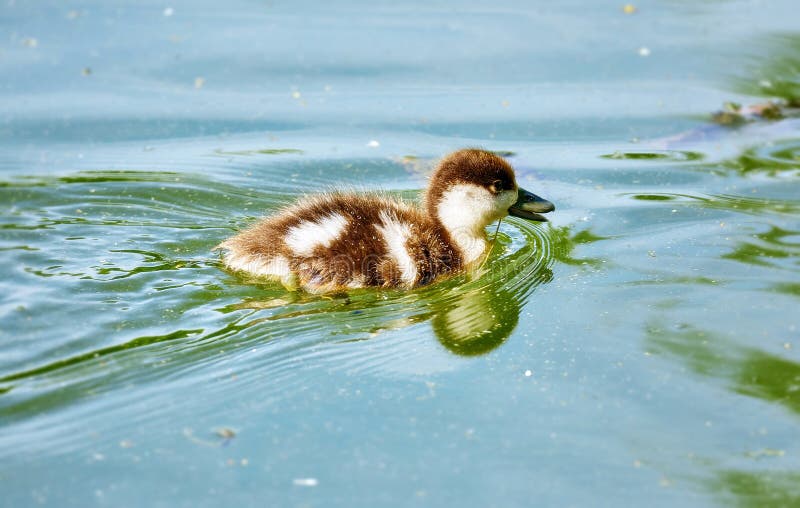 Young city ducks floating in green summer water stock image Young city ducks floating in green summer water stock image