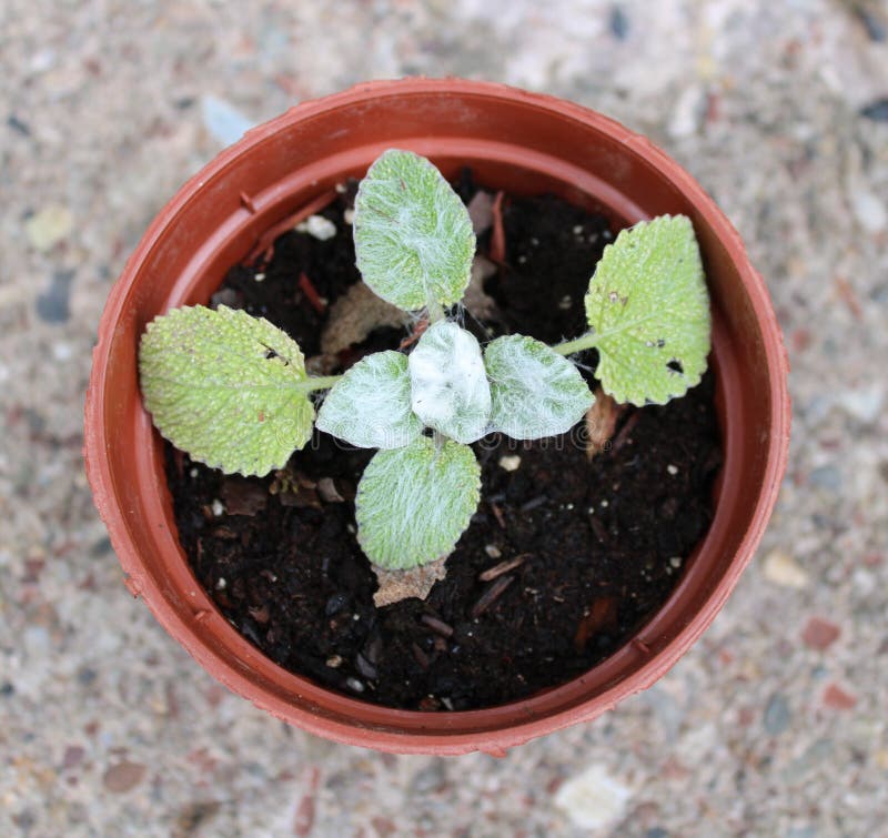 A Young Clary Sage Plant in a Garden Pot Stock Photo Image of soft