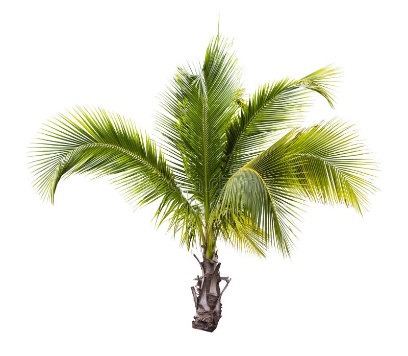 Coconut tree stock image. Image of trunk, leaf, background - 41823343