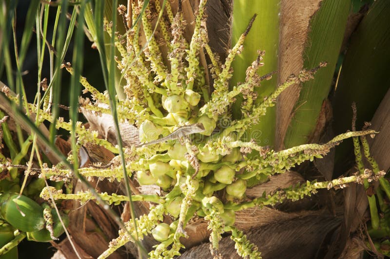 Coconuts and flower stock photo. Image of therapy, wellness - 21264136