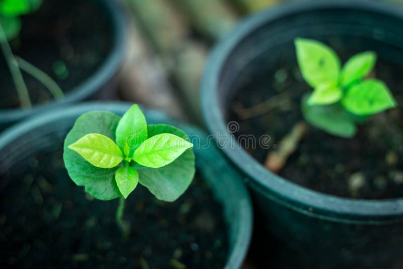 New Plants of Arabica Coffee in Organic Plantation Stock Image Image