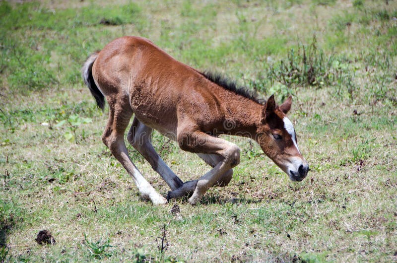 Young colt kneeling in pasture stock photo Young colt kneeling in pasture stock photo