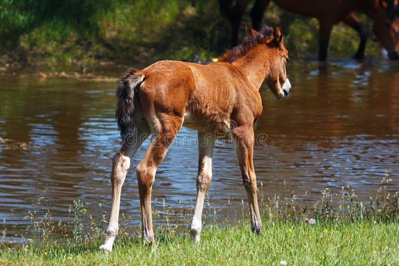 Quiet horse