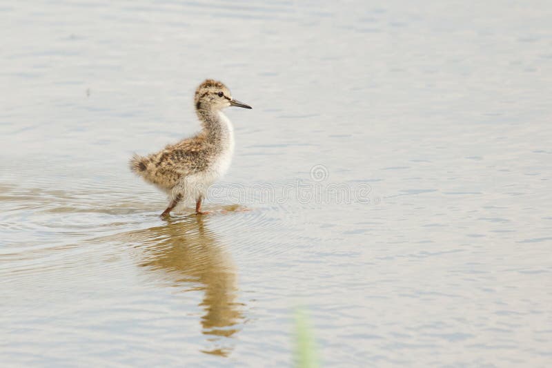 A young common redshank stock images