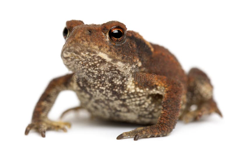 Young Common toad, bufo bufo