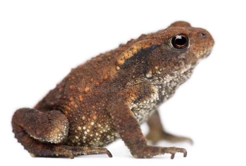 Young Common toad, bufo bufo