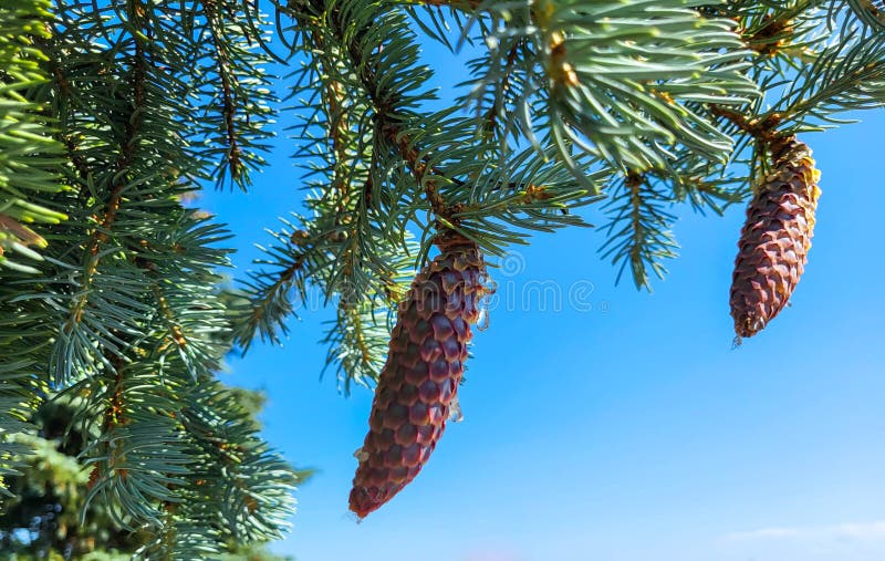 Young cones of spruce with a drop of resin against a blue sky background. royalty free stock photo
