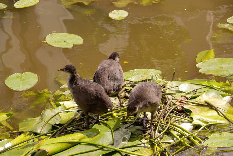 Young coots