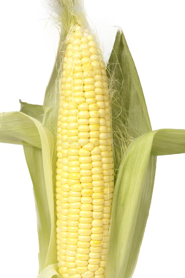 Corncob Growing in the Field Stock Image Image of corncob, nutrition