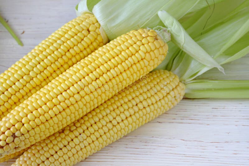 Young corn on the cob stock photo. Image of corn, harvest 33151642
