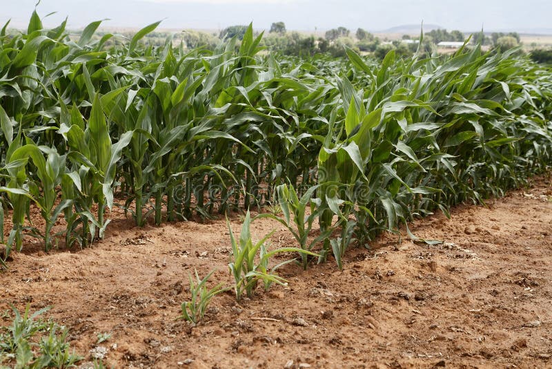 Young Corn crop