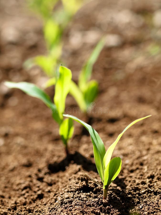 Young corn crops stalk royalty free stock photo