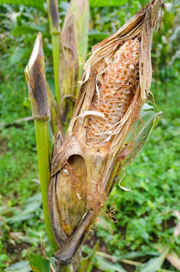 Young corn failed to harvest which was eaten by rats