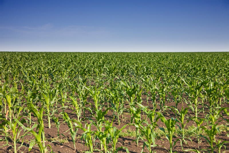 Young corn on field stock photo