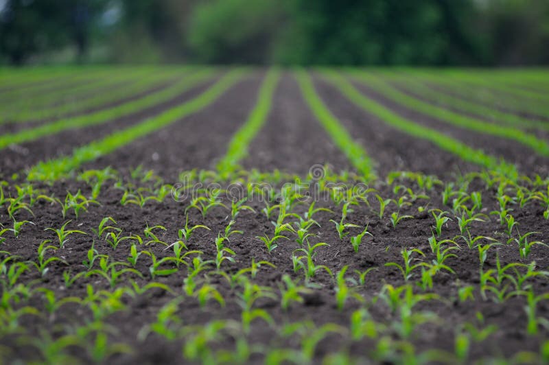 Young corn field on a spring morning