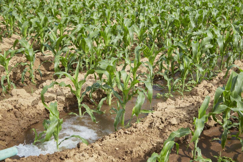 Young Corn on a Field at Sunshine Stock Photo Image of environment