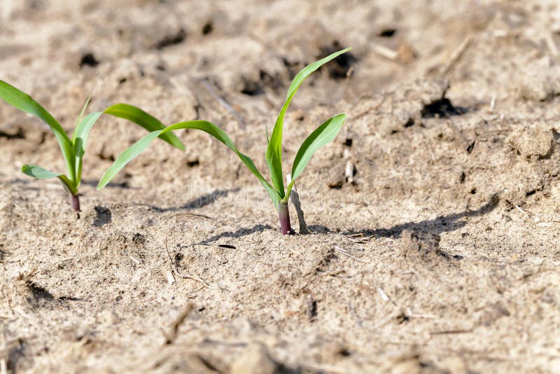 Young corn plants close up