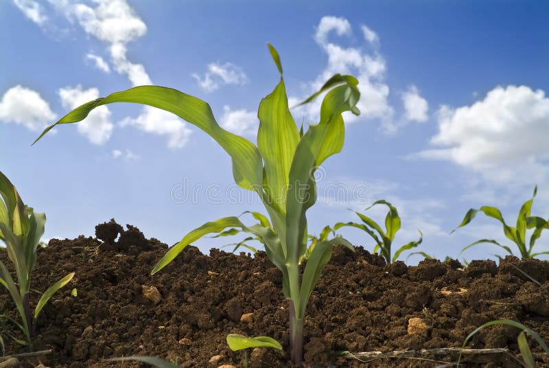 Young corn plants field stock photos