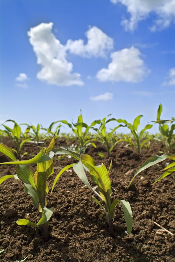 Young corn plants field royalty free stock image