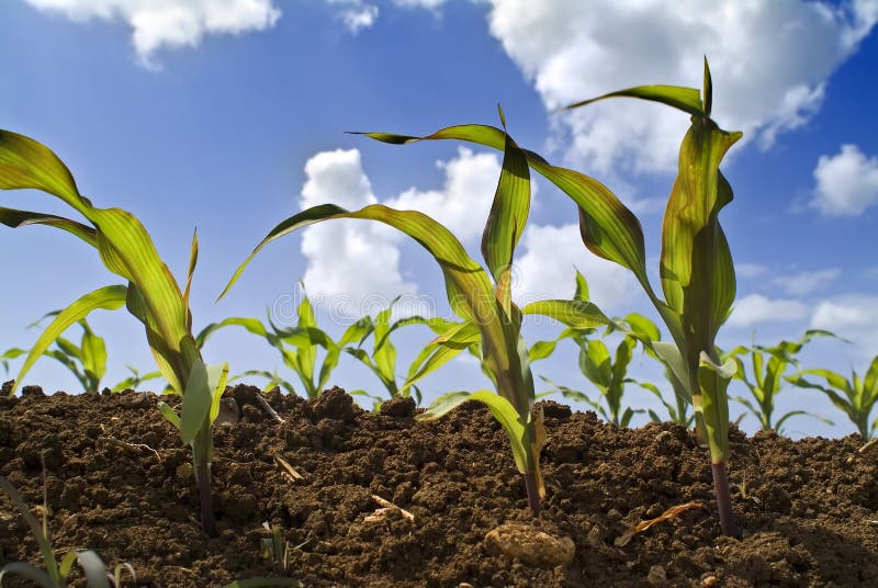 Young corn plants field stock photo