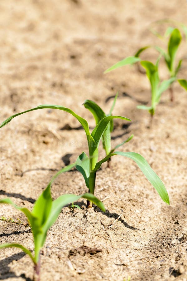 Young corn plants