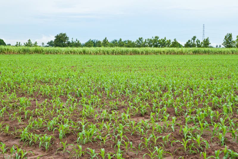 Young corn plants and sugarcane plant