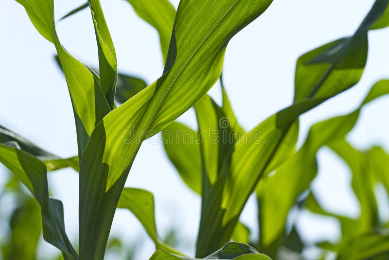 Young corn seedlings royalty free stock images