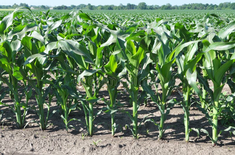 Young Corn Using Herbicides is Protected from Weeds Stock Photo Image