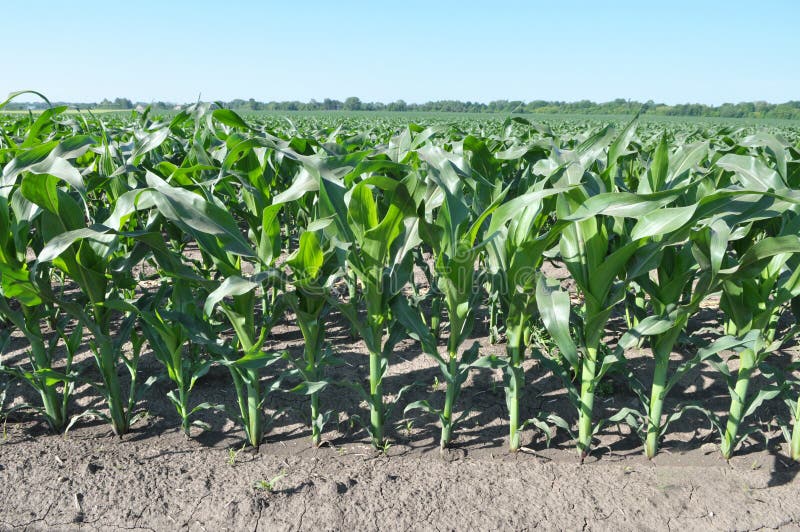 Young Corn Using Herbicides is Protected from Weeds Stock Photo Image
