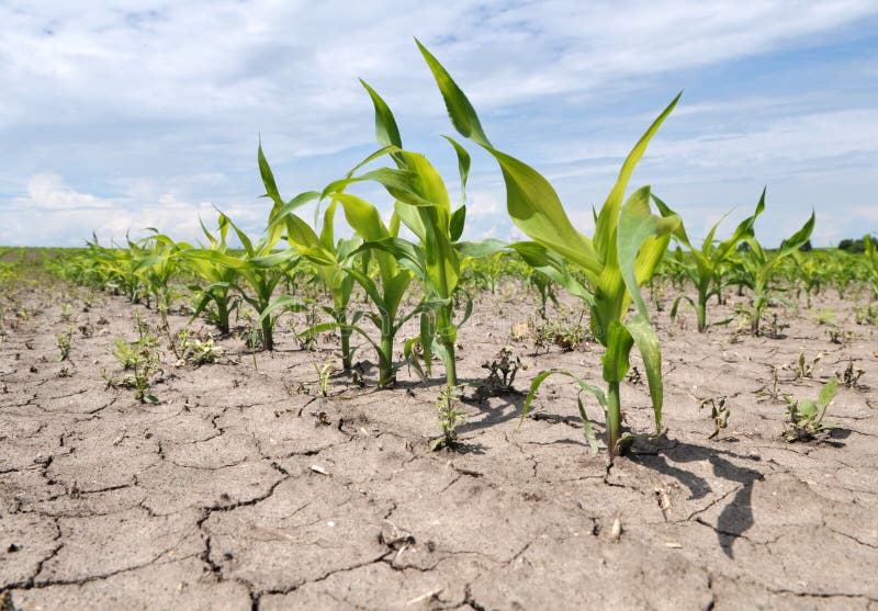 Young Corn Using Herbicides is Protected from Weeds Stock Photo Image