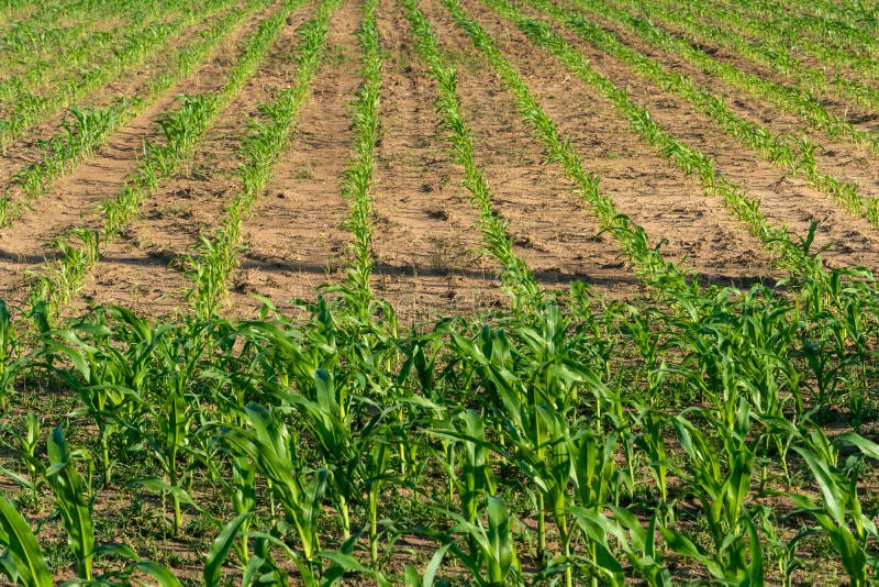 A Young Cornfield in an Ecologically Clean Area. Growing Corn on an