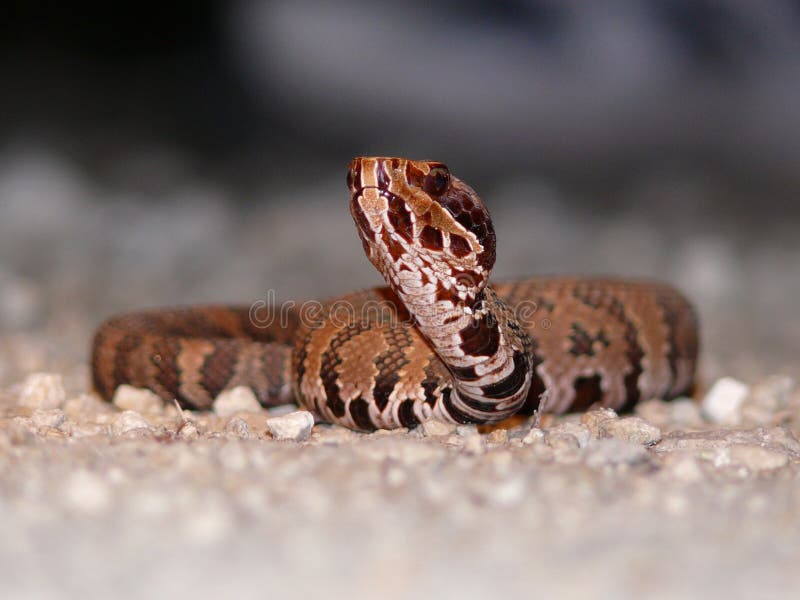 Young cottonmouth stock photo. Image of moccasin, road 5931918