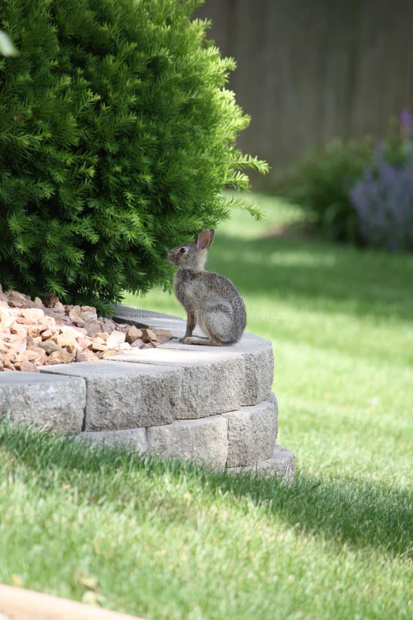 Young cottontail rabbit.