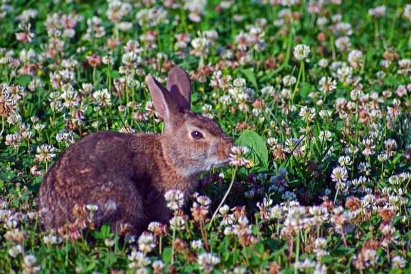 A Young Cottontail Rabbit Feeds in a Clover Meadow