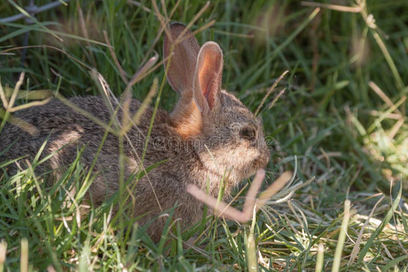 Baby Cottontail Eating Grass Stock Photo Image of wildlife, baby