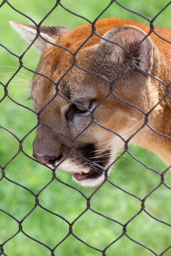1,338 Young Cougar Stock Photos Free & RoyaltyFree Stock Photos from