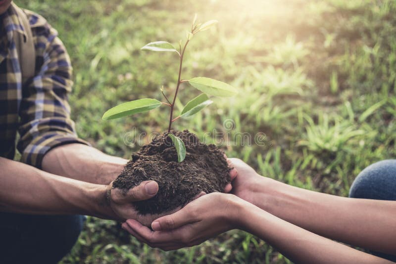 Young couple carrying a seedlings to be planted into the soil in