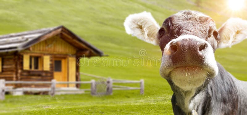 Cow on an alpine pasture in the Alps