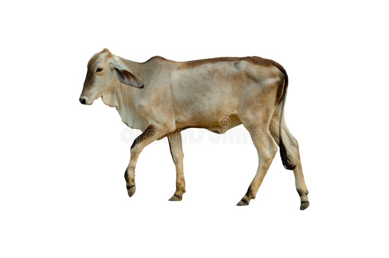 Корова с поднятым хвостом без фона. Gloscore without background. Cow legs