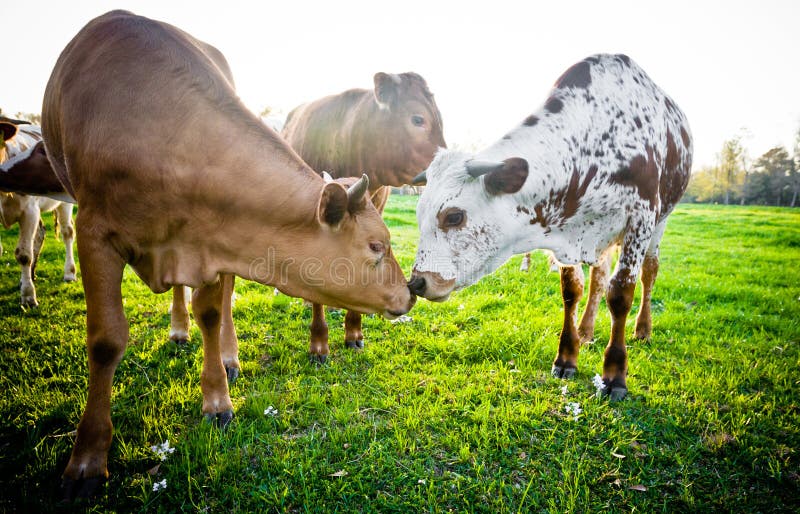 Young Cows Touching Noses