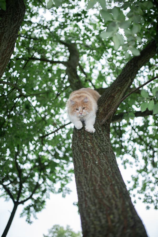 get cat down from tree