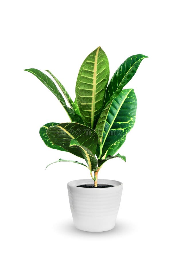 Young croton a potted plant isolated over white