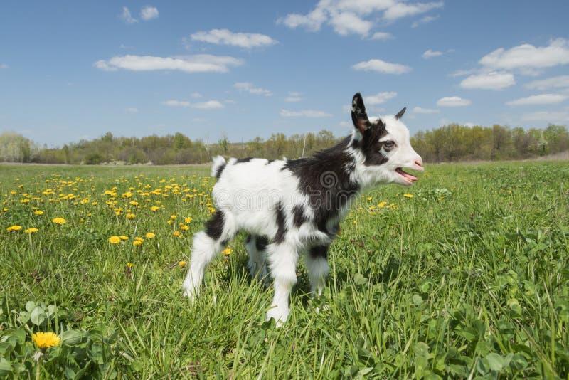 Young Crying Goat on the Field Stock Image Image of livestock, nature