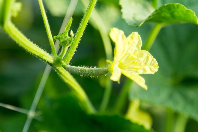 Young cucumber royalty free stock images