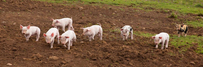 Young cute baby piglets running to camera including a spotted pig with black spots panoramic view