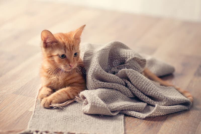 Young Cute Kitten on Blanket Stock Photo Image of little, pedigreed