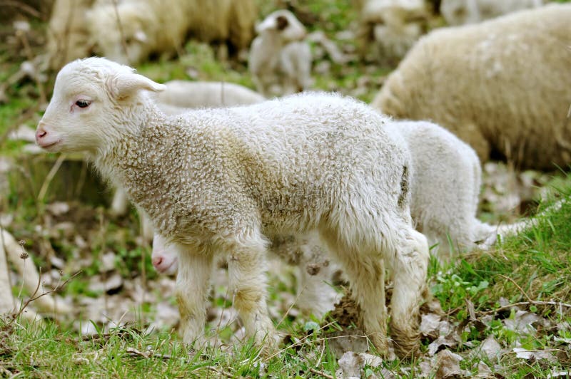 Giovane e carino Agnello in primo piano, nel gregge, circondato da pecore.